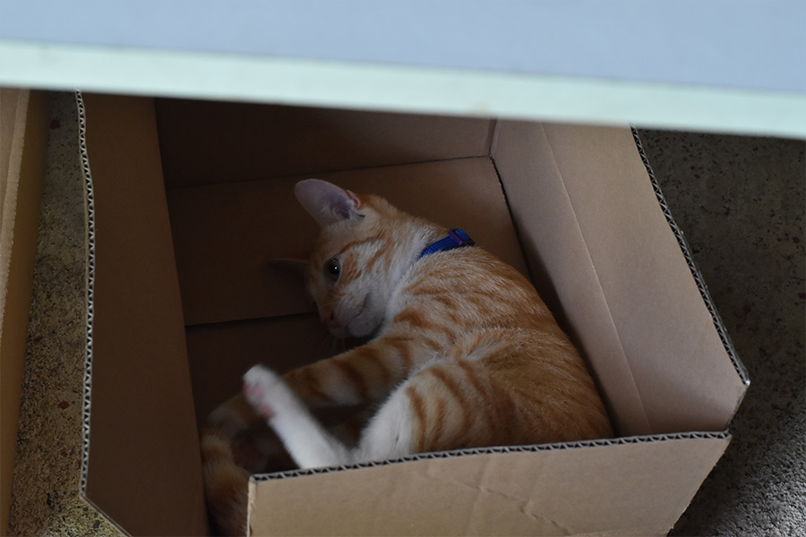 Gato dormido dentro de una caja de cartón. 