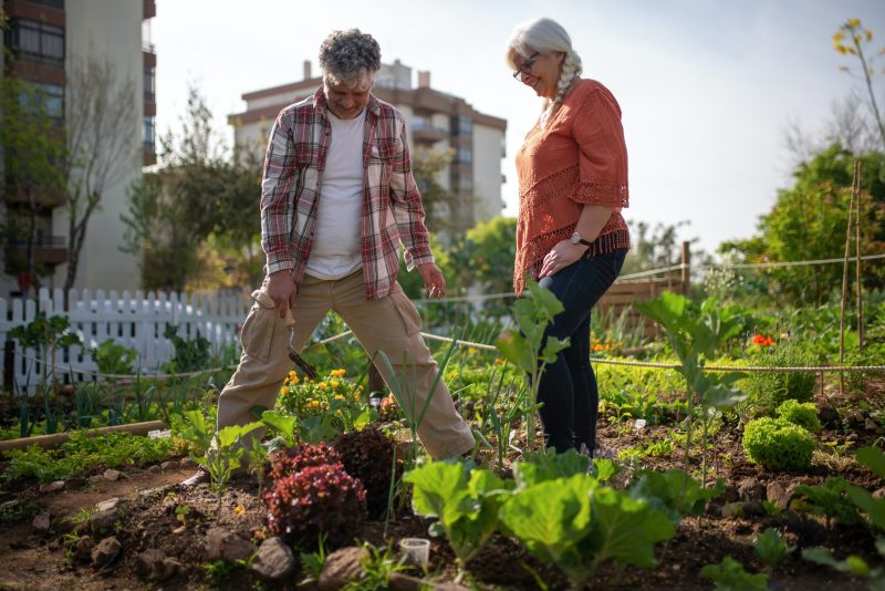 Dos personas comprobando el estado de sus verduras en el huerto urbano
