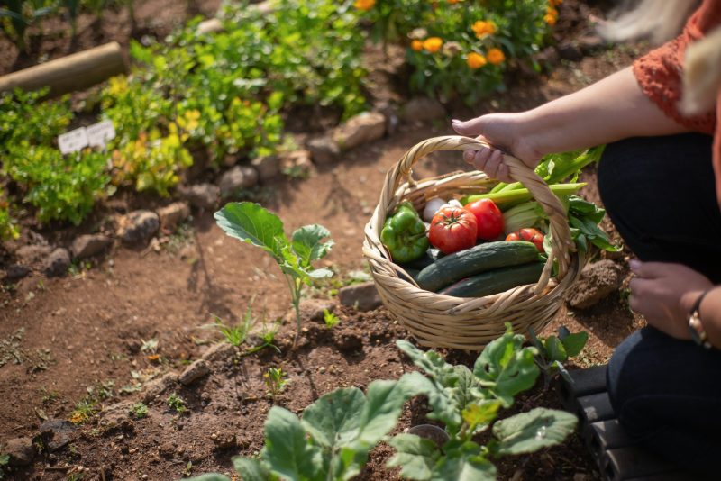 Cesta de hortalizas recién recogidas como tomates o pepinos