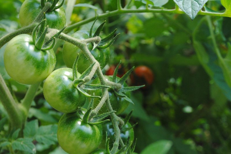 Tomatera con tomates verdes en primer plano y tomates maduros detrás