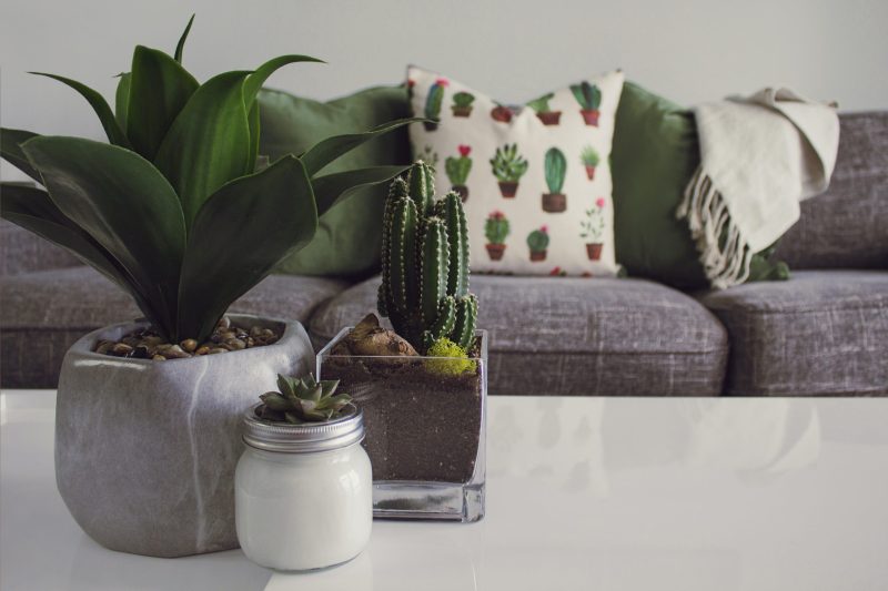 Cactus sobre la mesa del salón con un sofá de fondo